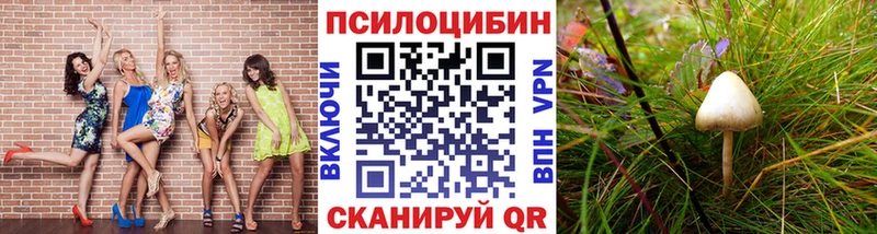 закладки  Пестово  Псилоцибиновые грибы Cubensis 